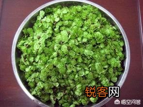 榆树的花可以食用吗？怎么做？
