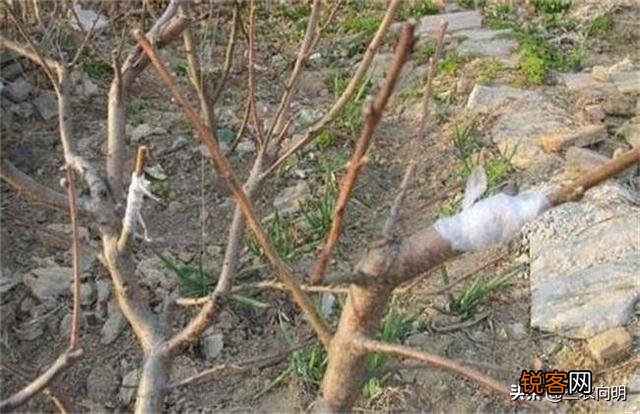榆树能嫁接什么果树？