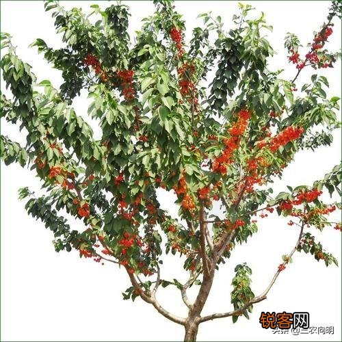 榆树能嫁接什么果树？