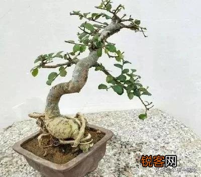 榆树能嫁接什么果树？
