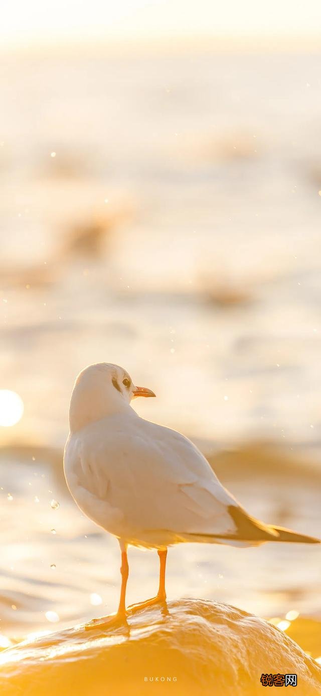 有什么好看又好听的个性签名可以推荐呢？