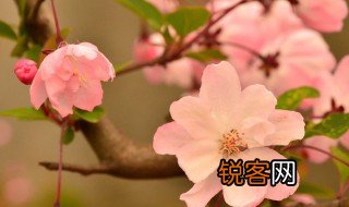 海棠的意思 海棠的寓意