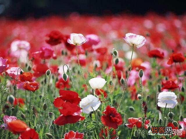 走心 有哪些你很喜欢的个性签名的句子,一人一句一情话？