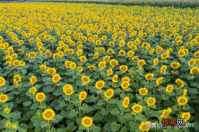 大家都有什么正能量的句子？