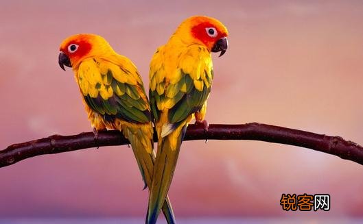 橙翅亚马逊鹦鹉的简介 橙翅亚马逊鹦鹉的产地