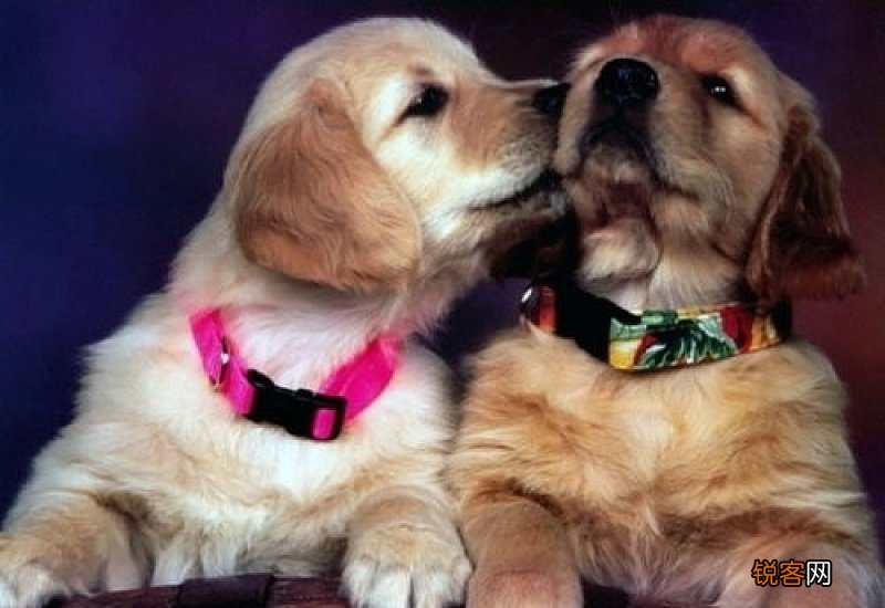 两个月小狗软便怎么办