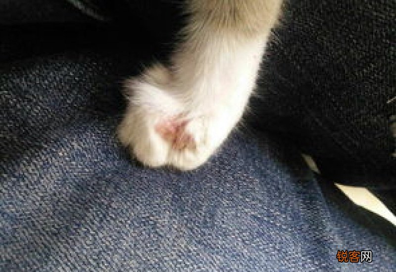 猫藓怎么形成的