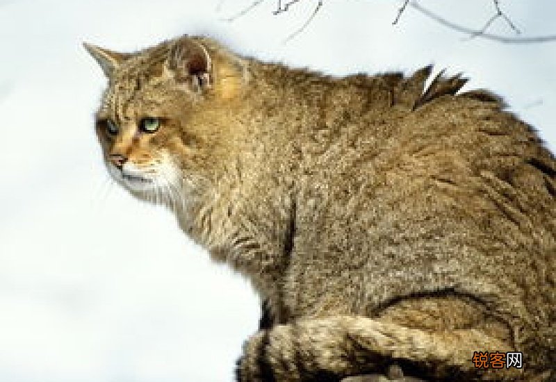 野猫幼崽一般在哪