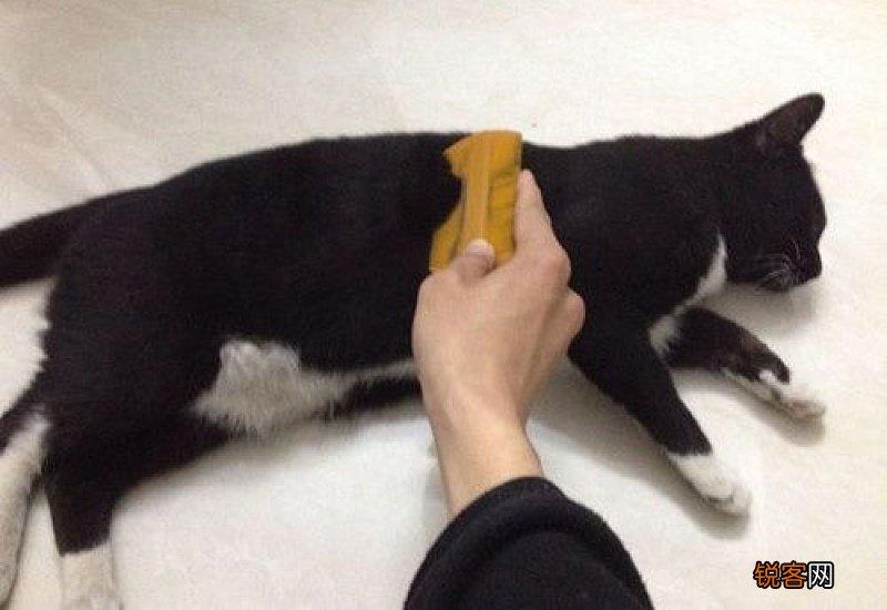 猫咪化毛膏几天吃一次