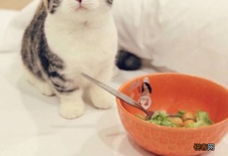 奶猫吃什么食物