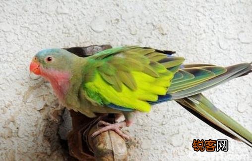 公主鹦鹉的饲养方法 公主鹦鹉价格