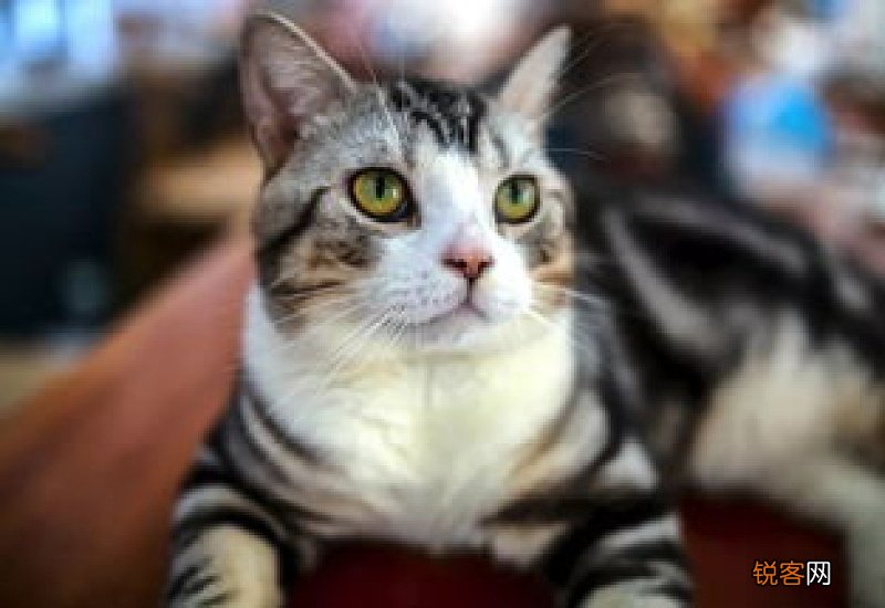 狸花猫多大才认主人