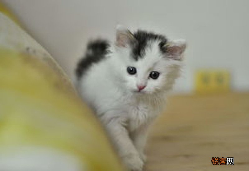 怎样引导小猫去碗里喝奶