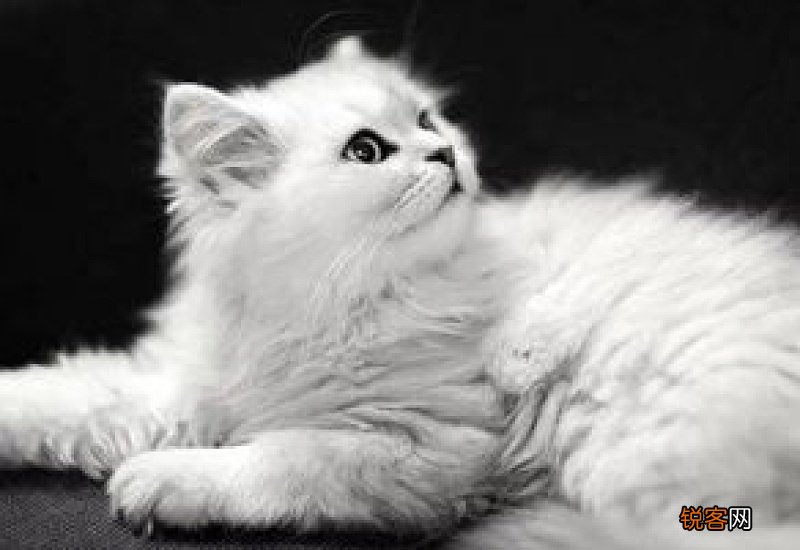 猫不发烧会是传腹吗