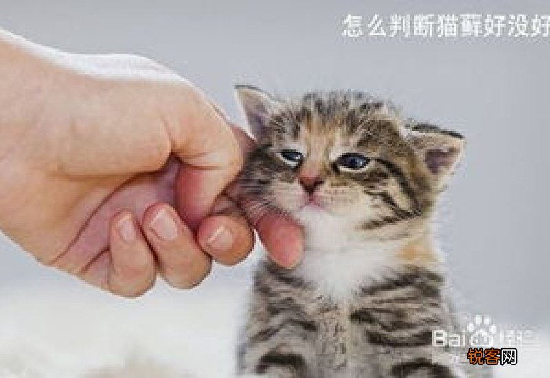 怎么判断猫有没有猫藓