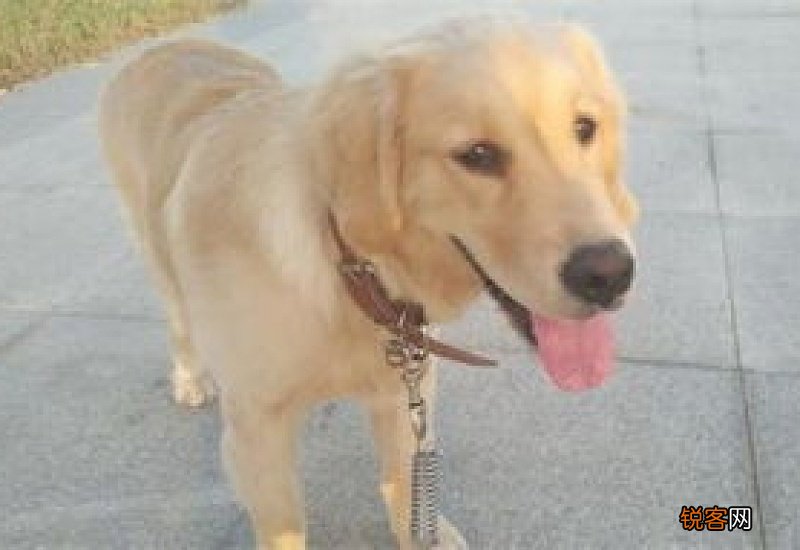 成年金毛拉稀怎么办