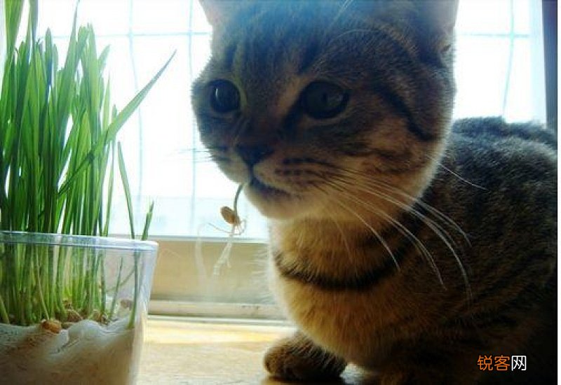 猫吐毛球吐不出来怎么办