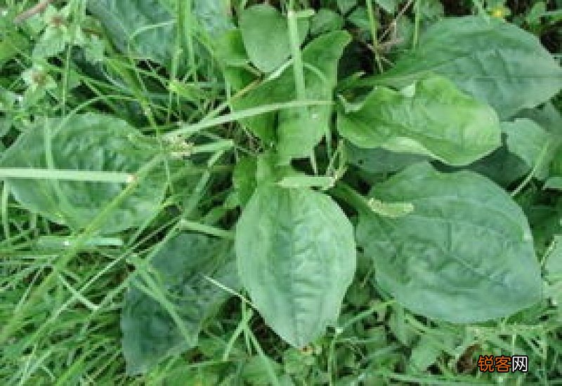 车前草和鱼腥草怎么喝