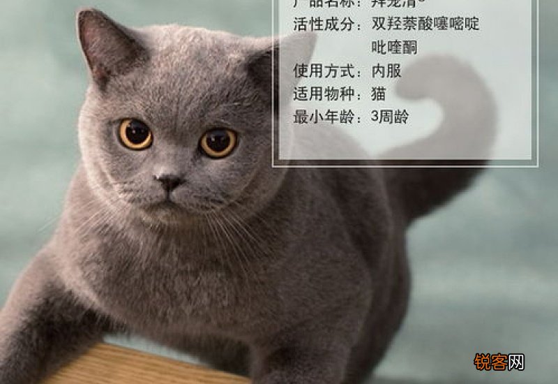 猫咪体内驱虫药怎么使用