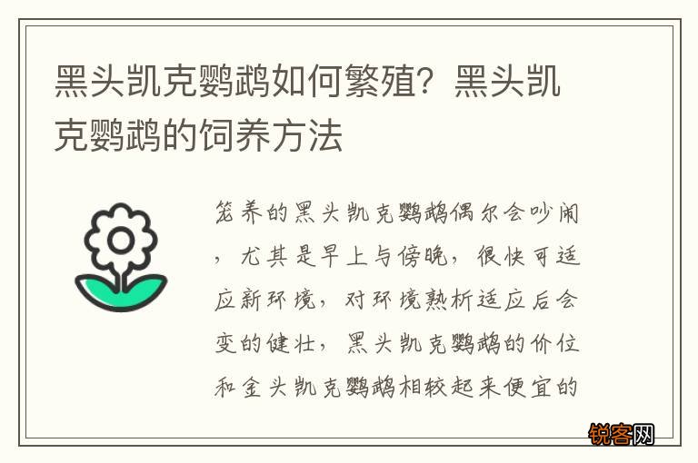 黑头凯克鹦鹉如何繁殖？黑头凯克鹦鹉的饲养方法
