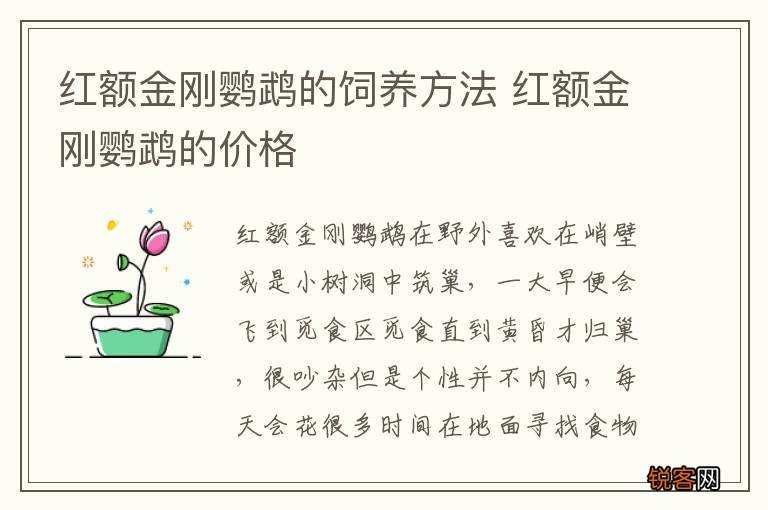 红额金刚鹦鹉的饲养方法 红额金刚鹦鹉的价格