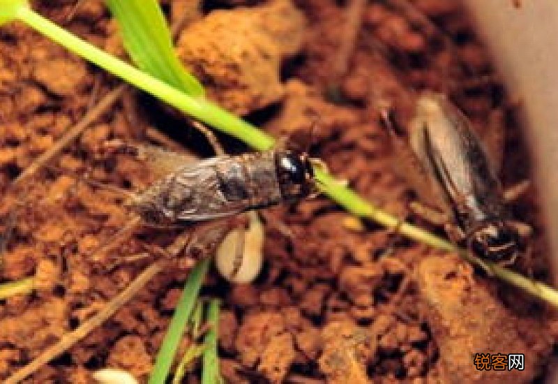 卫生间里的蛐蛐从哪里来的