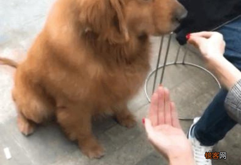 金毛吃多了的表现