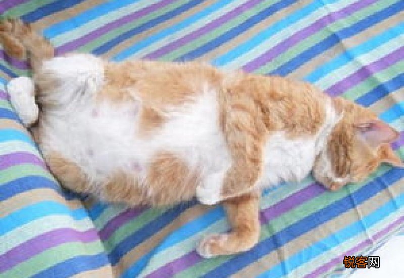 母猫怀孕吃什么补充营养