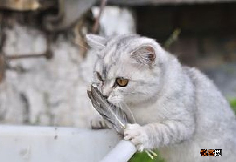 猫能分辨颜色吗?