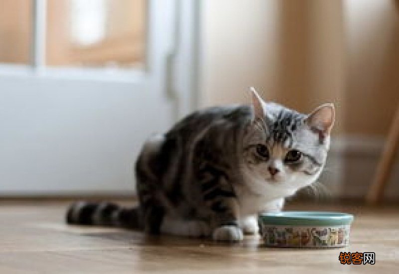 猫咪发出低沉的马达声并蹭主人