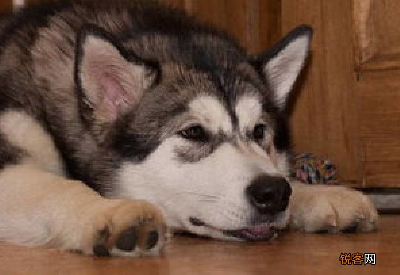 哈士奇能吃梨子吗