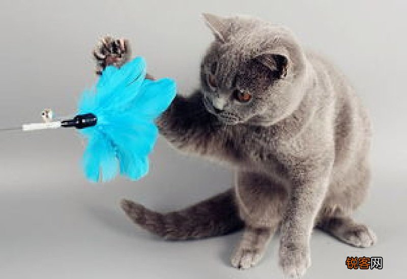 猫尿不出小便怎么办