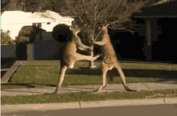 你觉得散打冠军和发情期成年公袋鼠对打谁会赢？