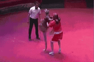 你觉得散打冠军和发情期成年公袋鼠对打谁会赢？