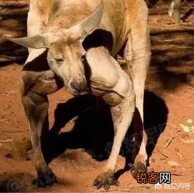 你觉得散打冠军和发情期成年公袋鼠对打谁会赢？