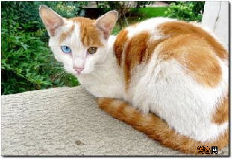 为什么猫怕人狗不怕人