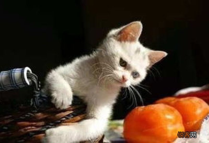 猫咪能吃水果嘛?