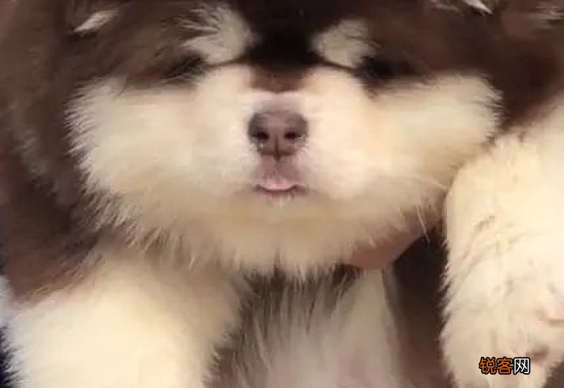 狗狗睡觉起来突然吐了