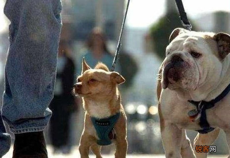 养狗有什么好处