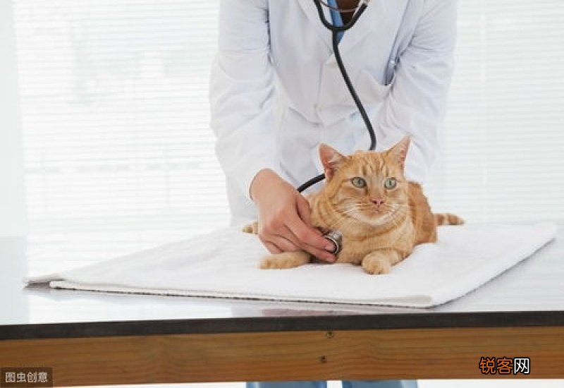 猫瘟是什么病毒引起的