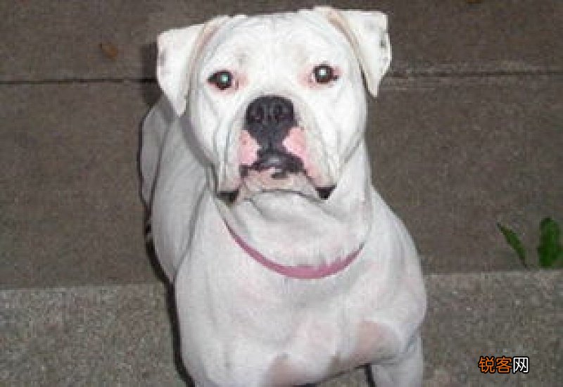 狗中暑了多久能恢复