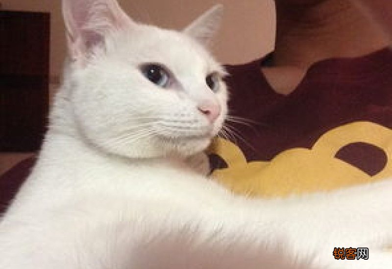 猫咪可以喝豆浆么