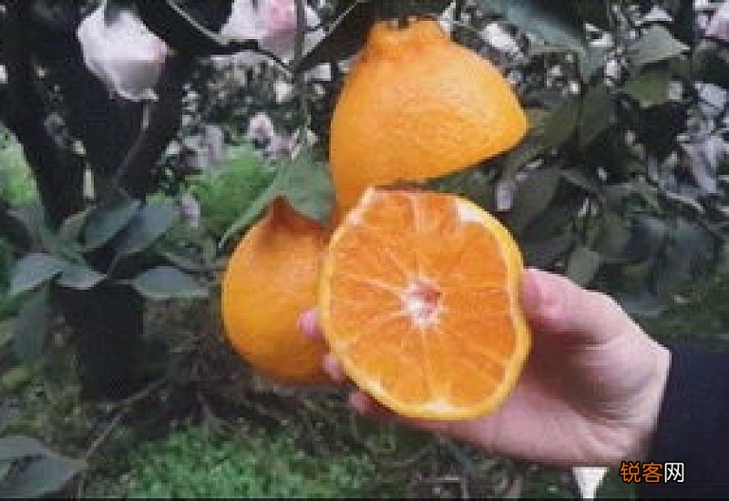 耙耙柑会上火吗