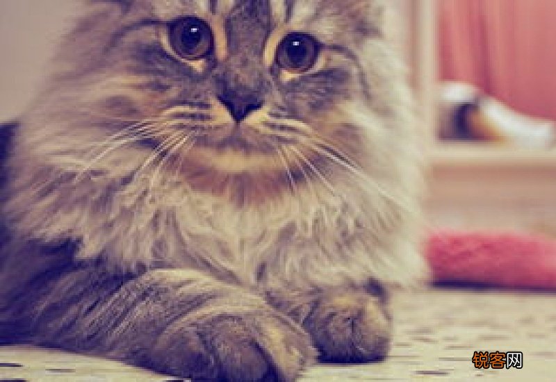 猫咪排便有血怎么回事