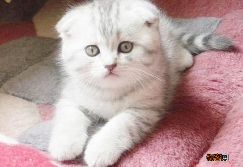 猫咪生了小猫咪需要注意什么