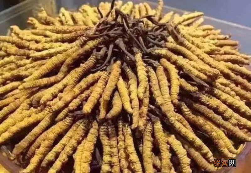 虫草一天吃几根为合适