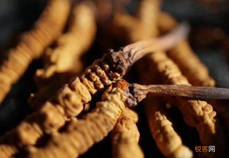 三类人不能吃冬虫夏草