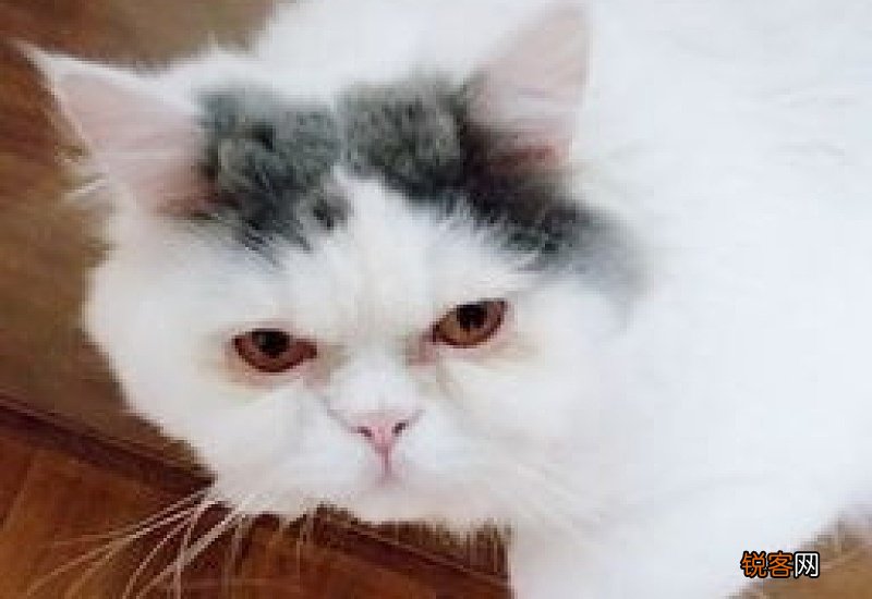 猫咪不吃东西怎么办