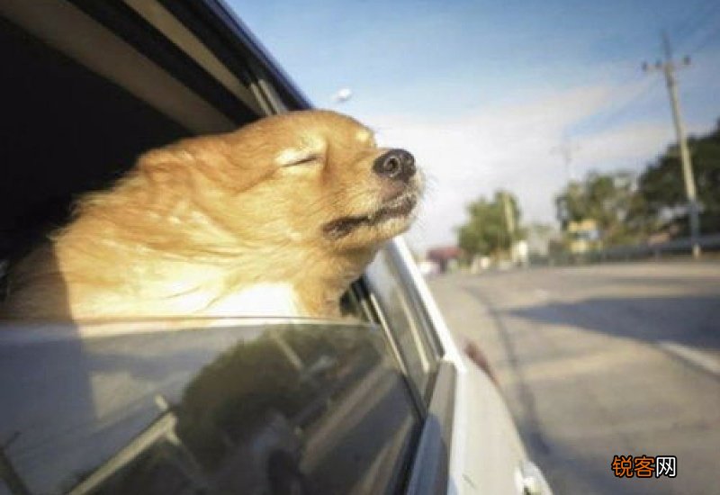 狗狗会晕车吗?该怎么办