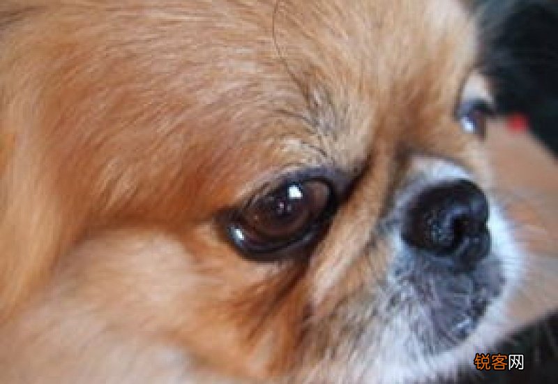 狗狗流眼泪眼屎怎么办